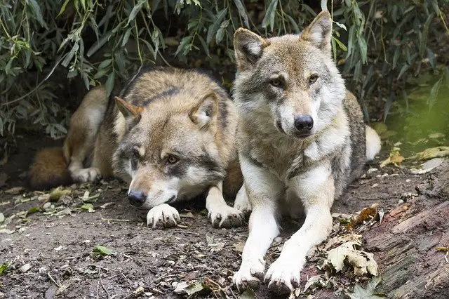 Wolves Resting