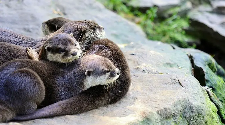 Facts About River Otters Our Beautiful Planet