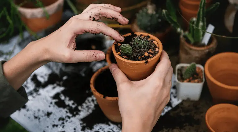 How To Fight Global Warming With a Climate-Friendly Garden