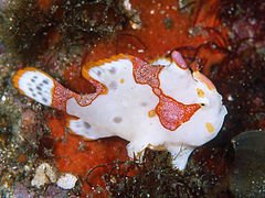 240px-KumadoriIUOose