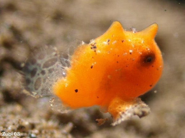 Antennarius-pictus-baby12