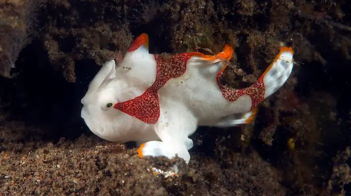 Clown-Frogfish