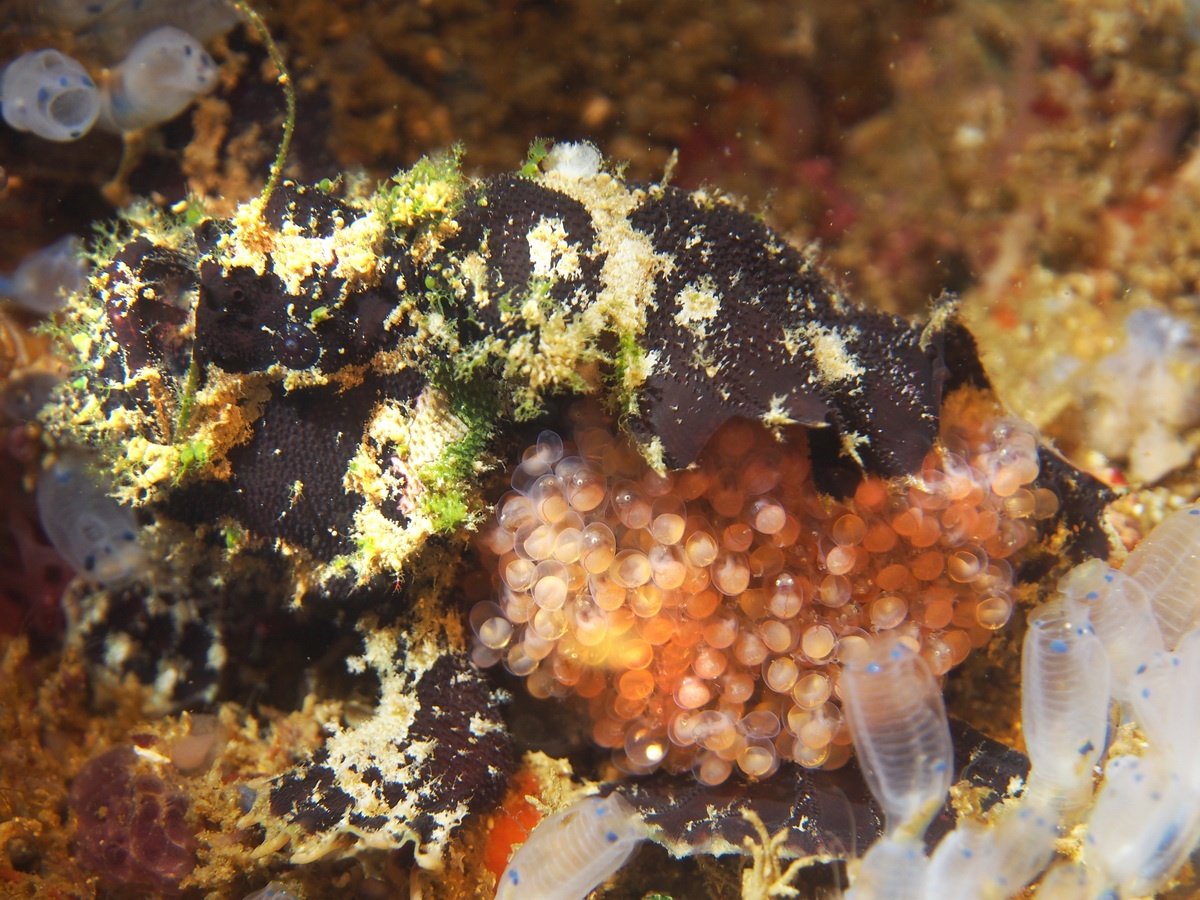Lophiocharon-lithinostomus1