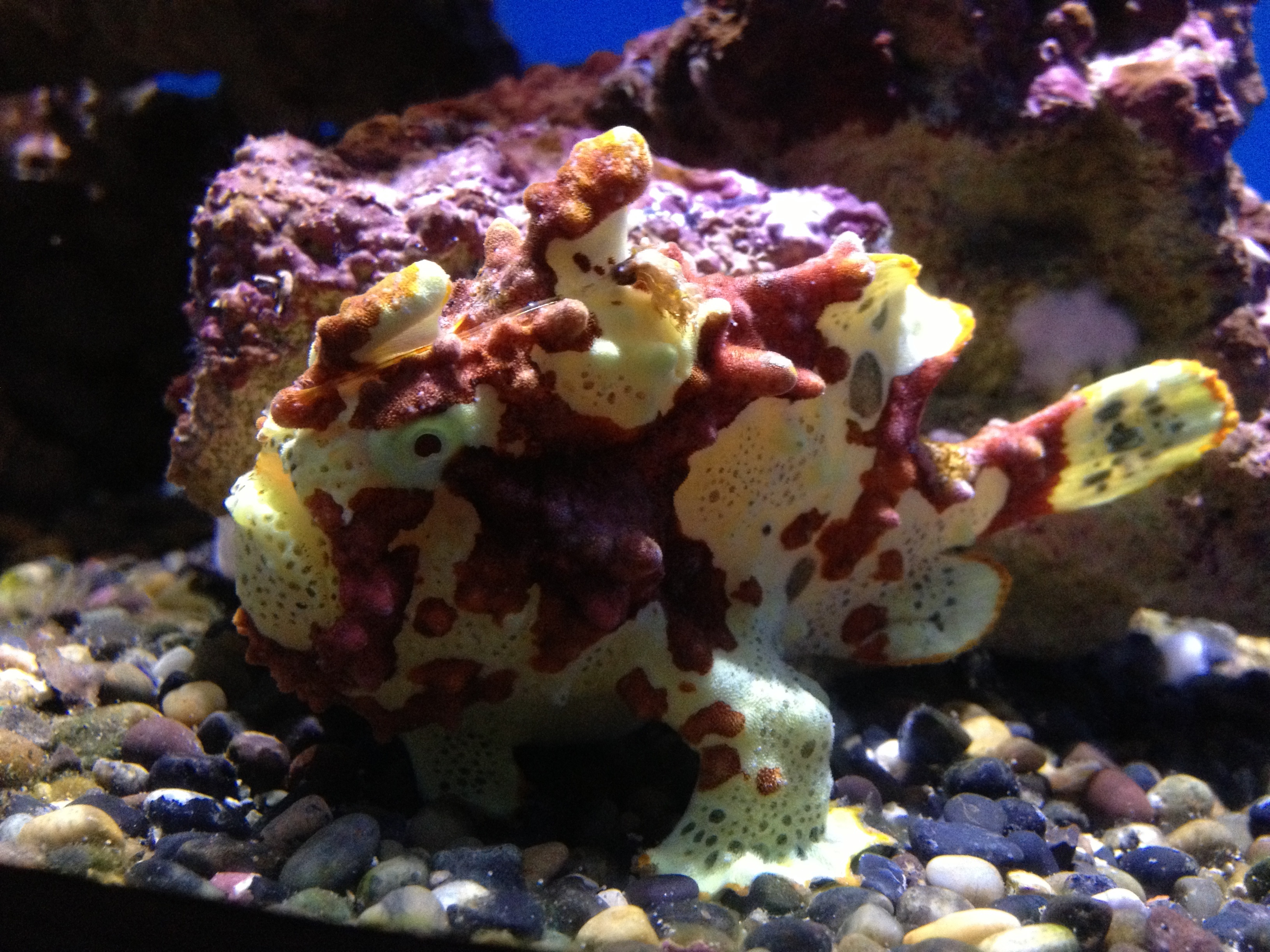 antennarius-maculatus-1