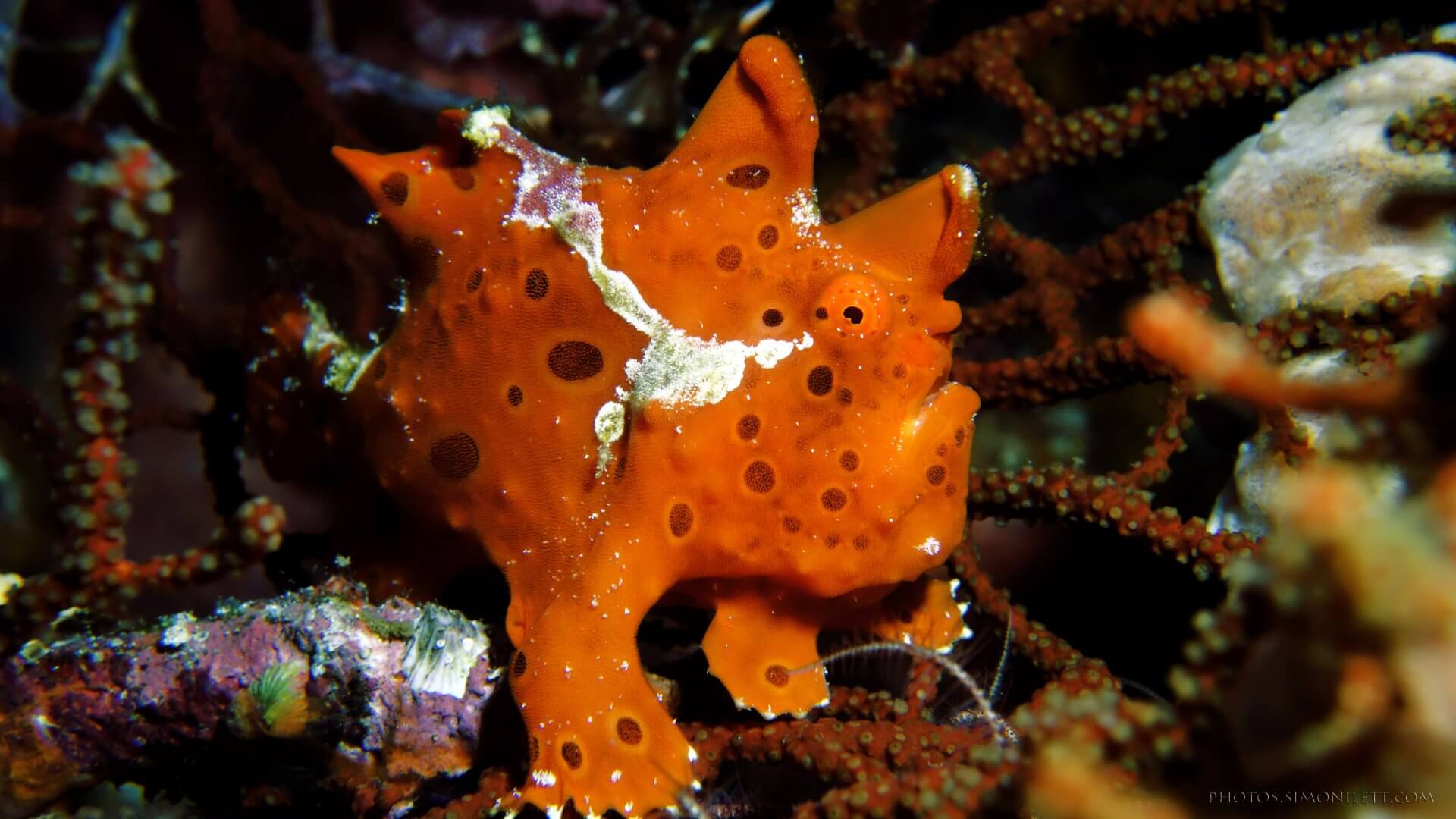 frog-fish-warty-orange-1-simon-ilett-underwater-photography-1920x1080