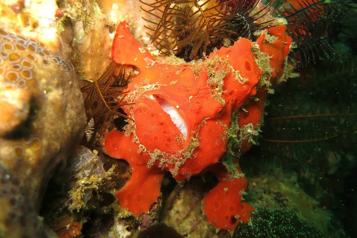 frogfish-1200x800