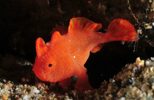juvenile_frogfish