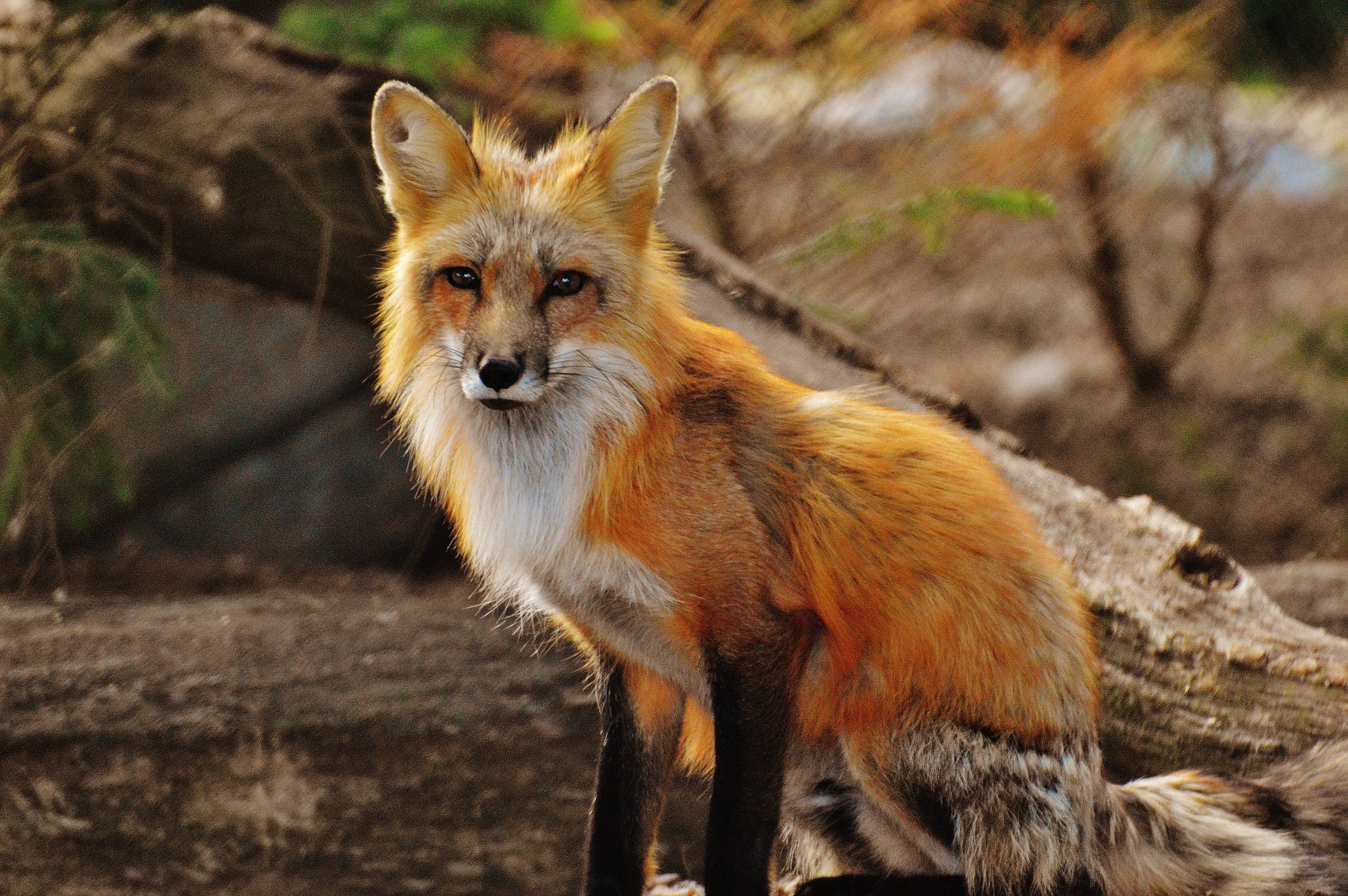 animal-animal-photography-bark-158340