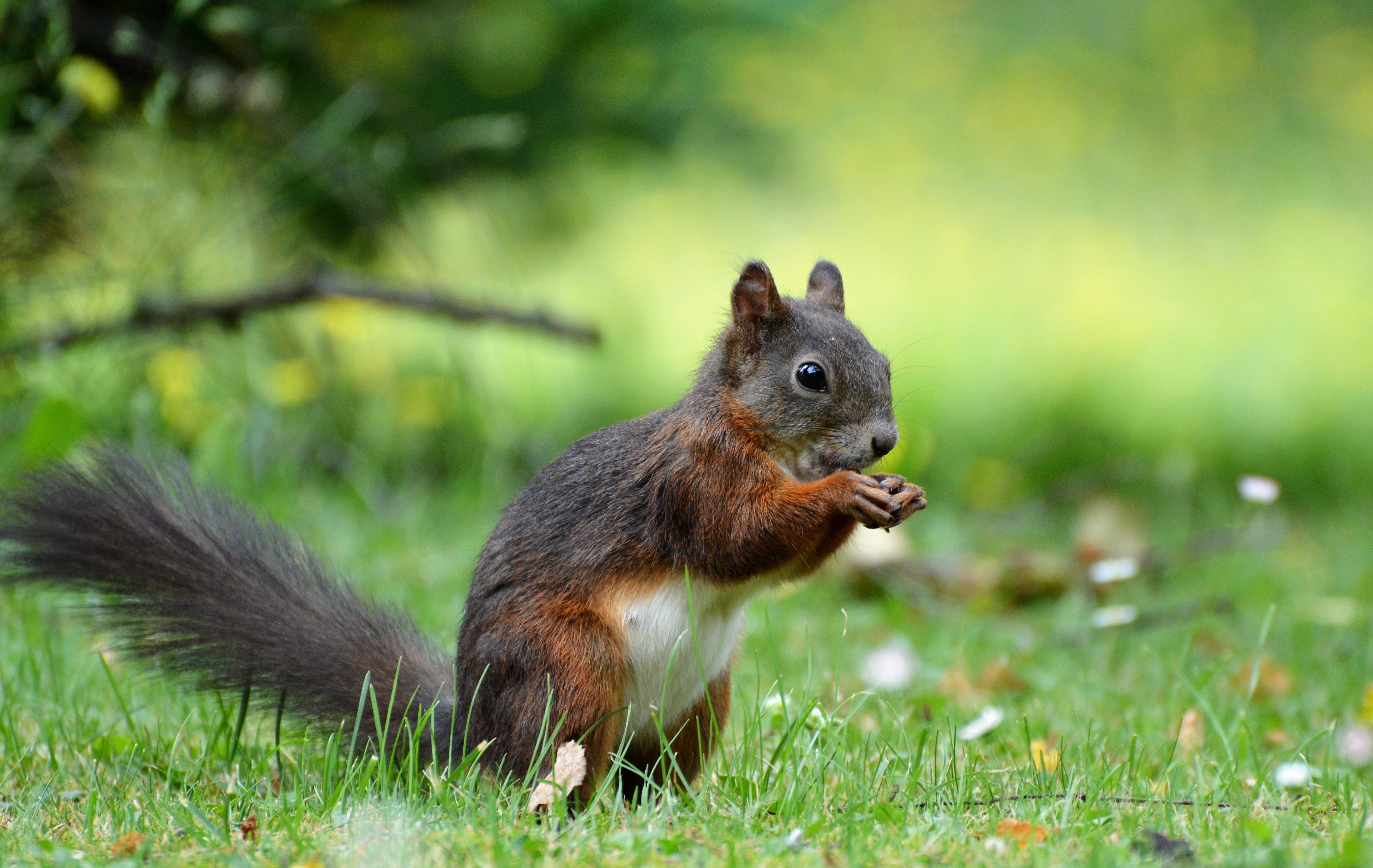 animal-blur-close-up-459205