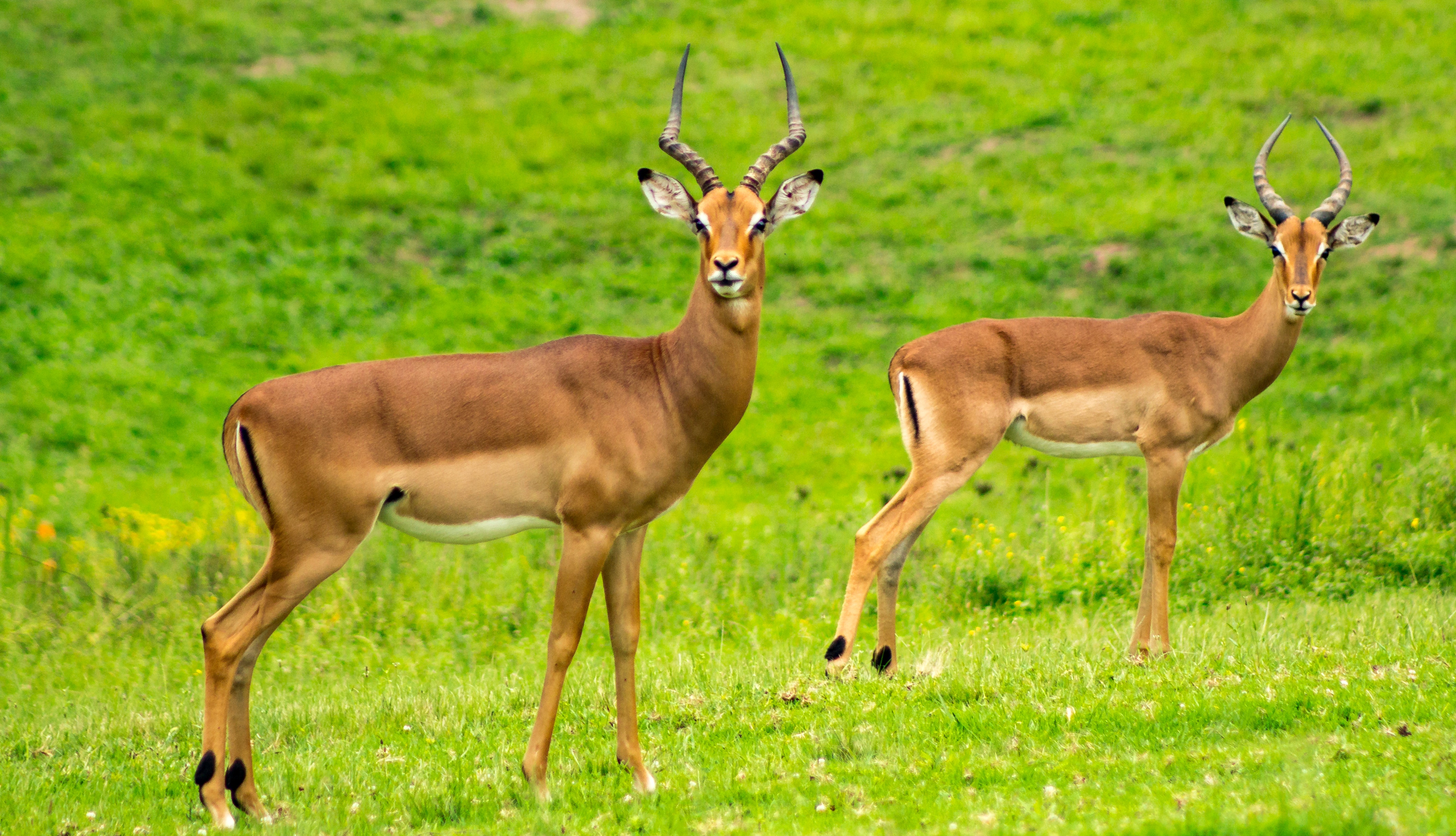 animals-antelope-close-up-535431