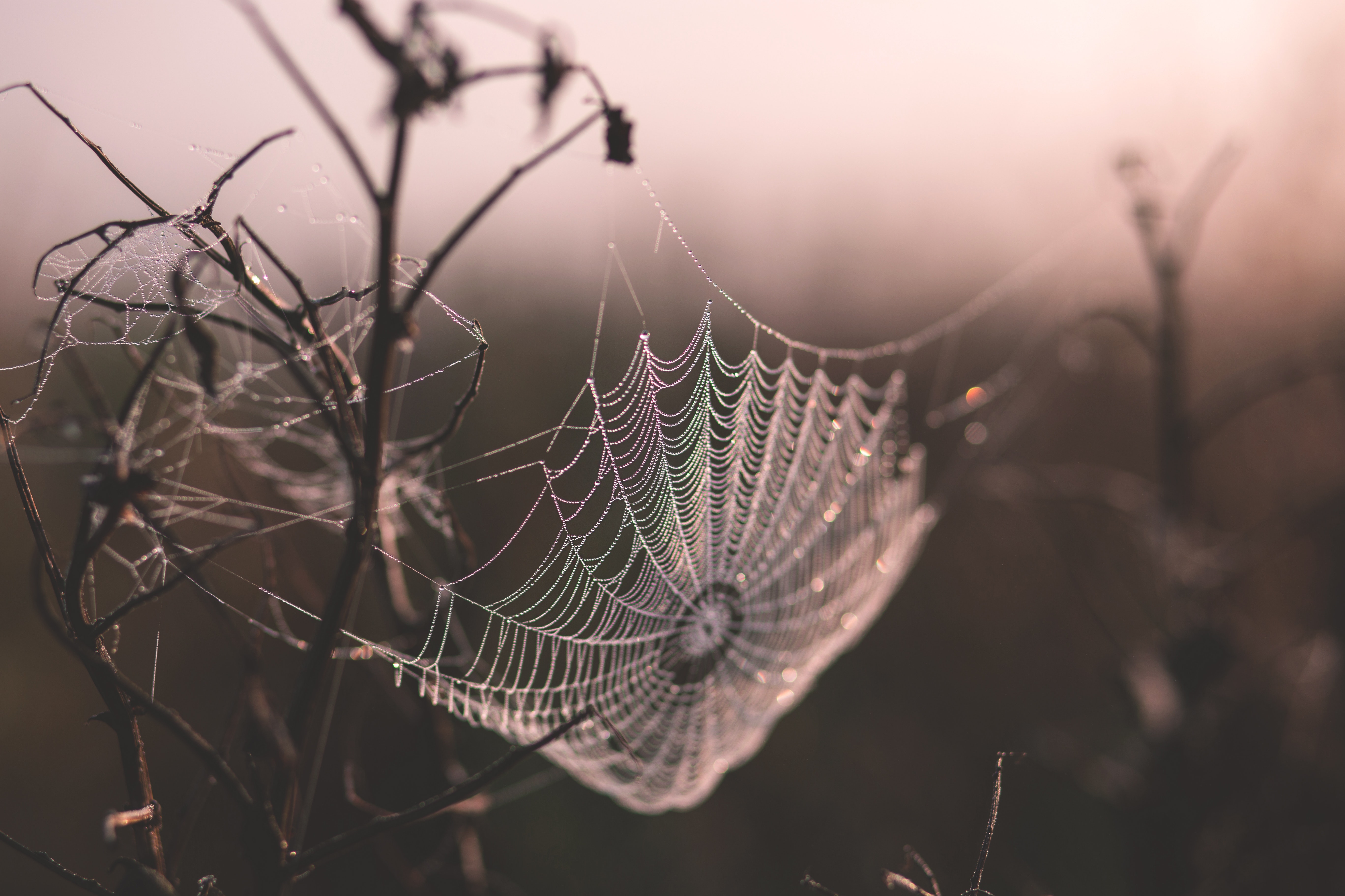 cobweb-depth-of-field-spider-s-web-149224