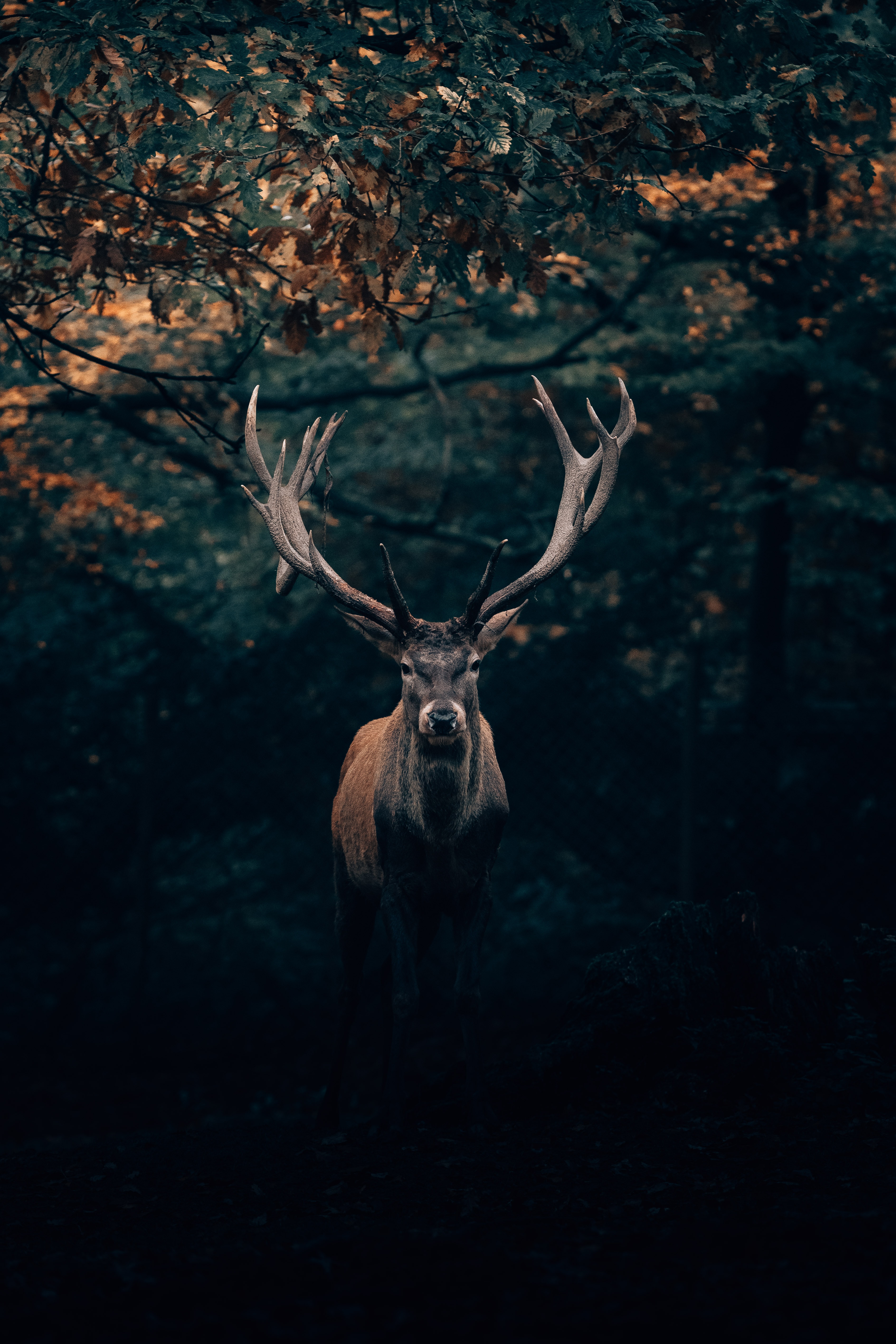 philipp-pilz-iQRKBNKyRpo-unsplash