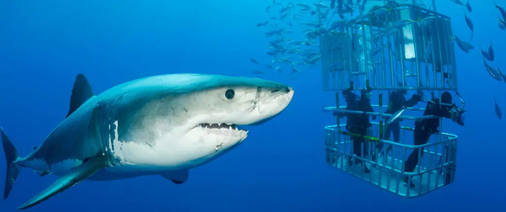 swimming-with-sharks