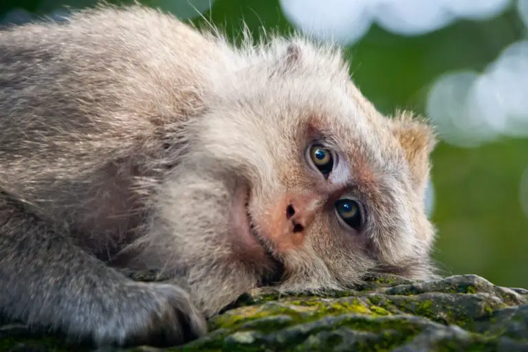 Pros and Cons Of Having Exotic Animals As Pets Our