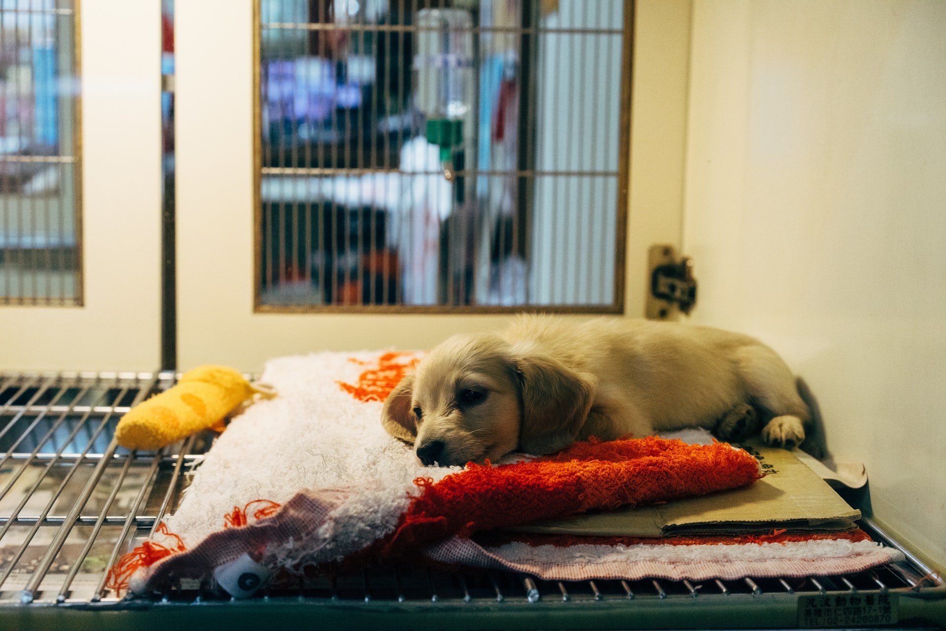 markus-winkler-PcKhVNNyEio-unsplash