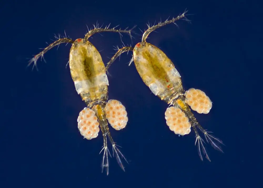 5 Facts About Copepods and Their Habitat Our Beautiful