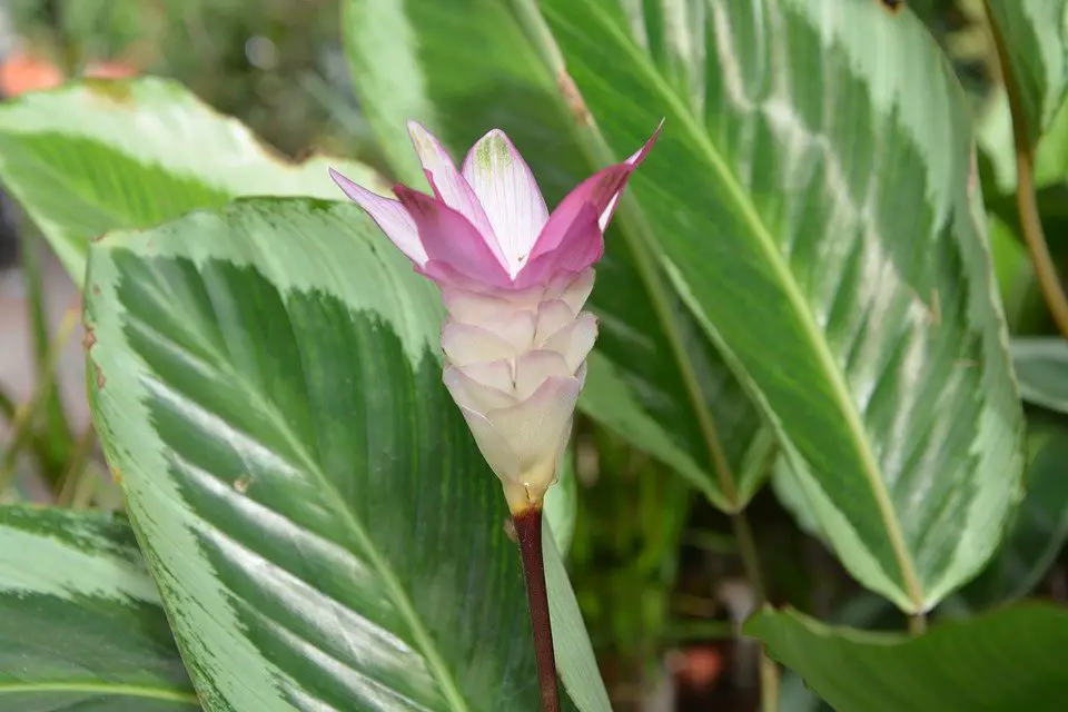 flower-2759859_960_720