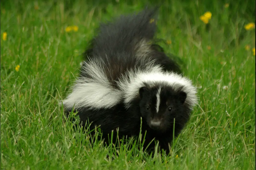 What Attracts Wildlife to Your Yard Our Beautiful