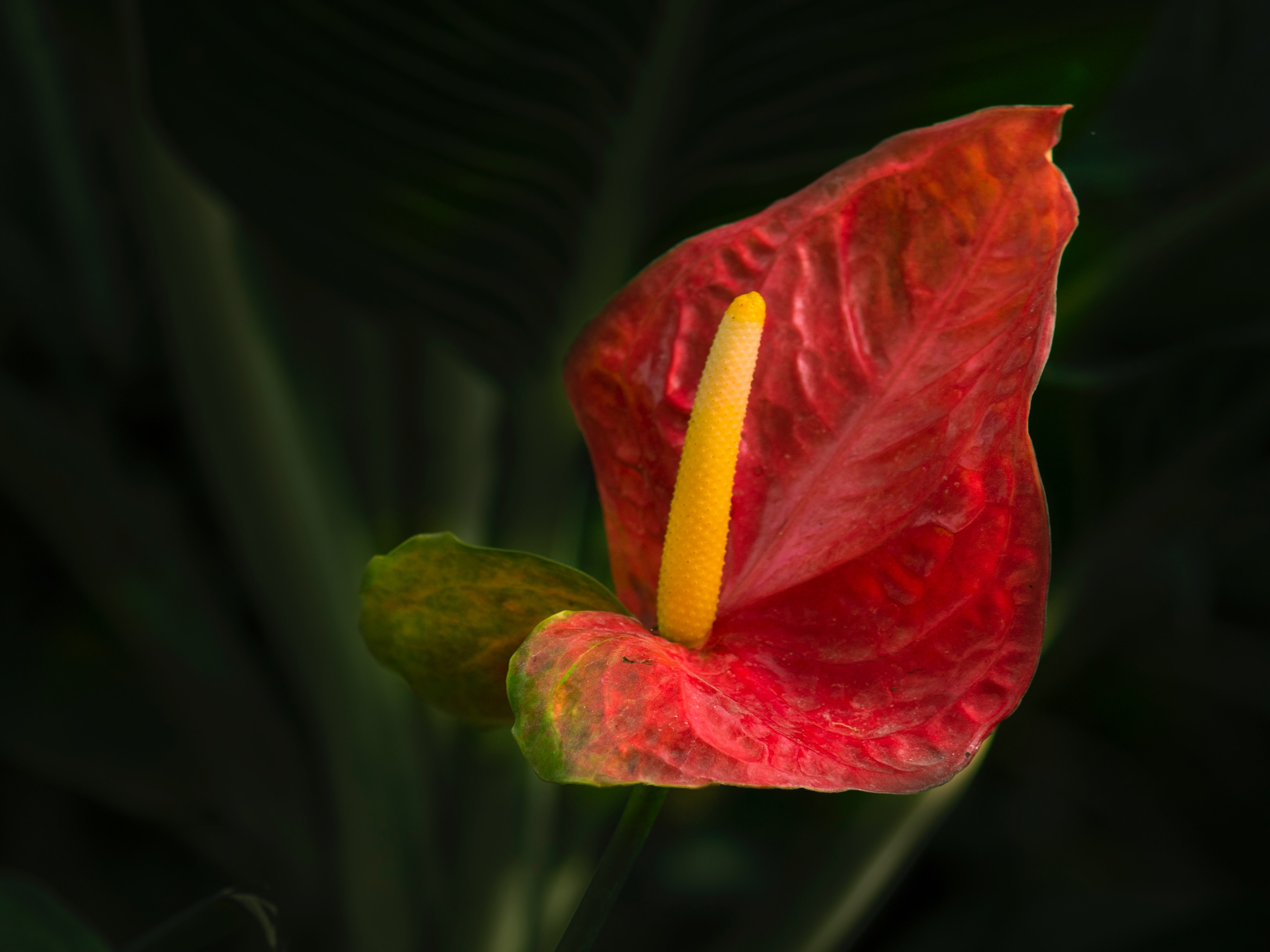 vikas-solegaonkar-Uu2S1PwB6YU-unsplash