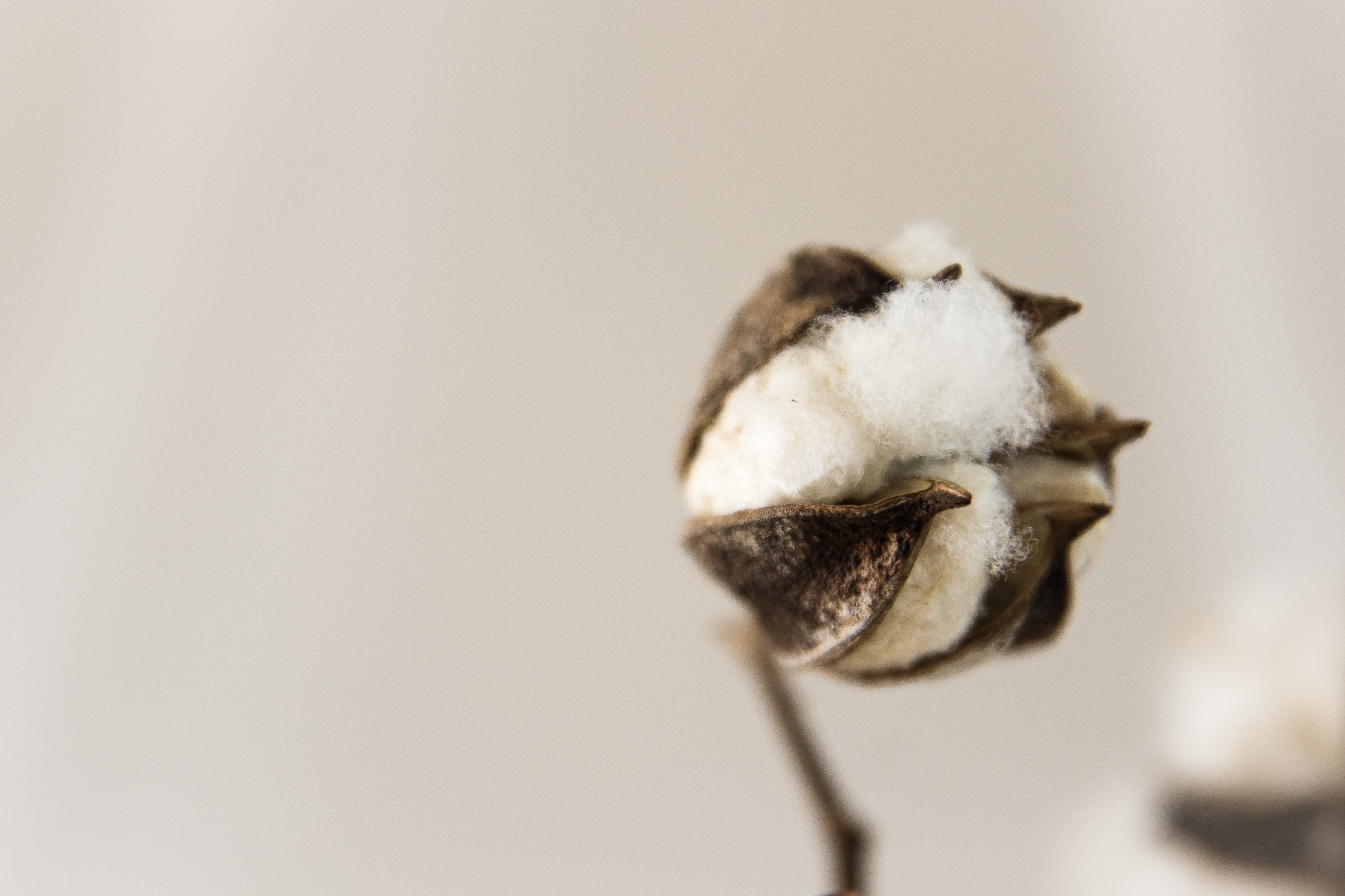 How Cotton Harvested Today Vs 100 Years Ago Our Beautiful Planet How Cotton Harvested Today Vs 100 Years Ago Our Beautiful Planet